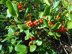 rhamnus ilicifolia